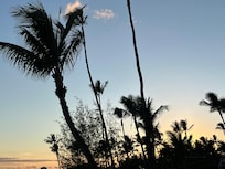 From lanai