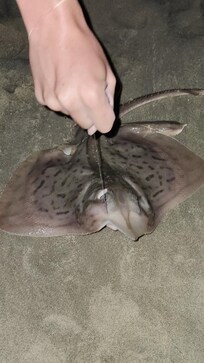 Caught a stingray