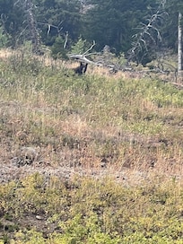 Black bear eating up the hill while driving in Yellowstone