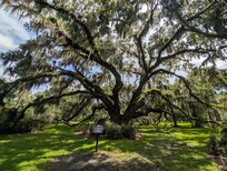 Oldest tree on the island