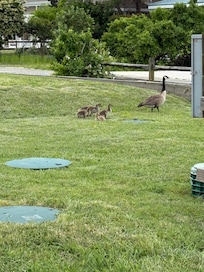 Goslings in the front yard