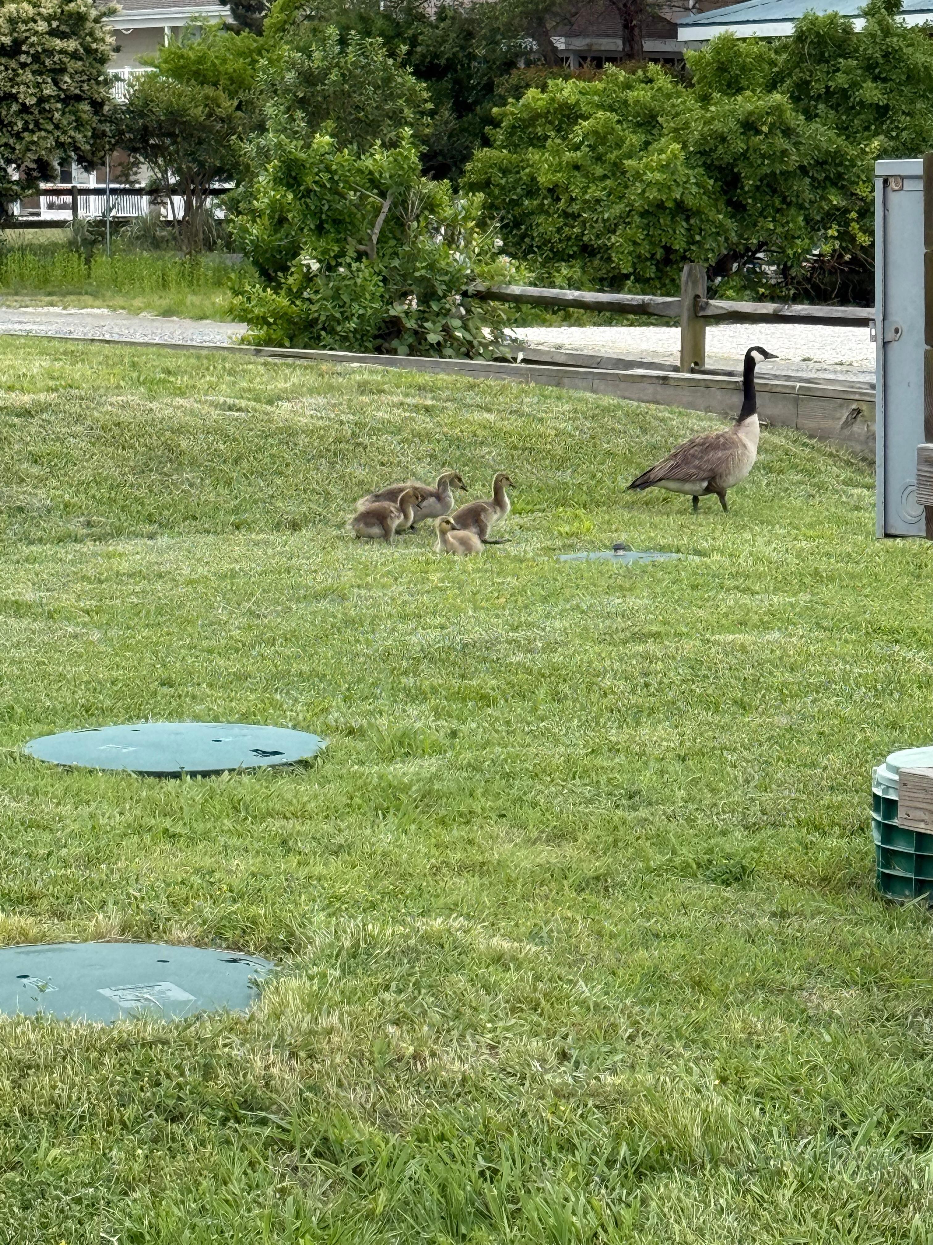 Goslings in the front yard