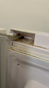 Eggs of the cockroaches some inside the fridge I didn’t take it too yukky