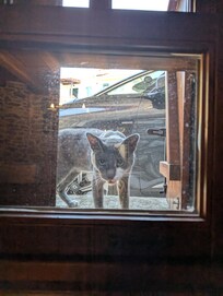 Fenster unter der Spüle, schaut ne Katze vorbei, ob sie was ergattern kann