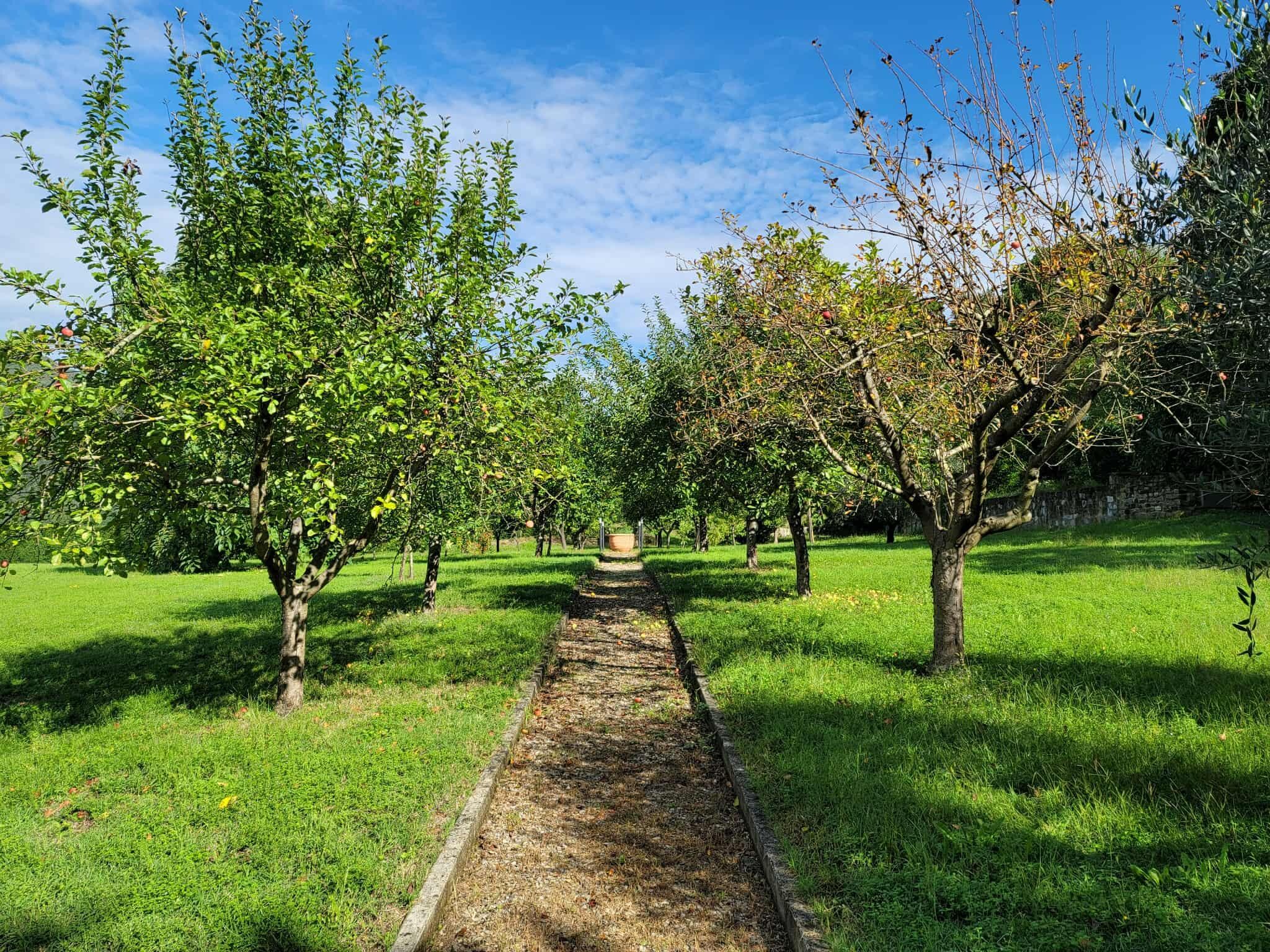 Apple and olive trees