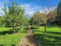 Apple and olive trees