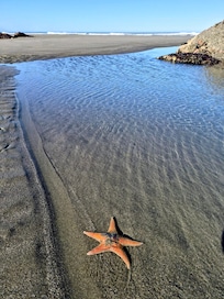 Definitely walk down to the beach during the morning low tide.