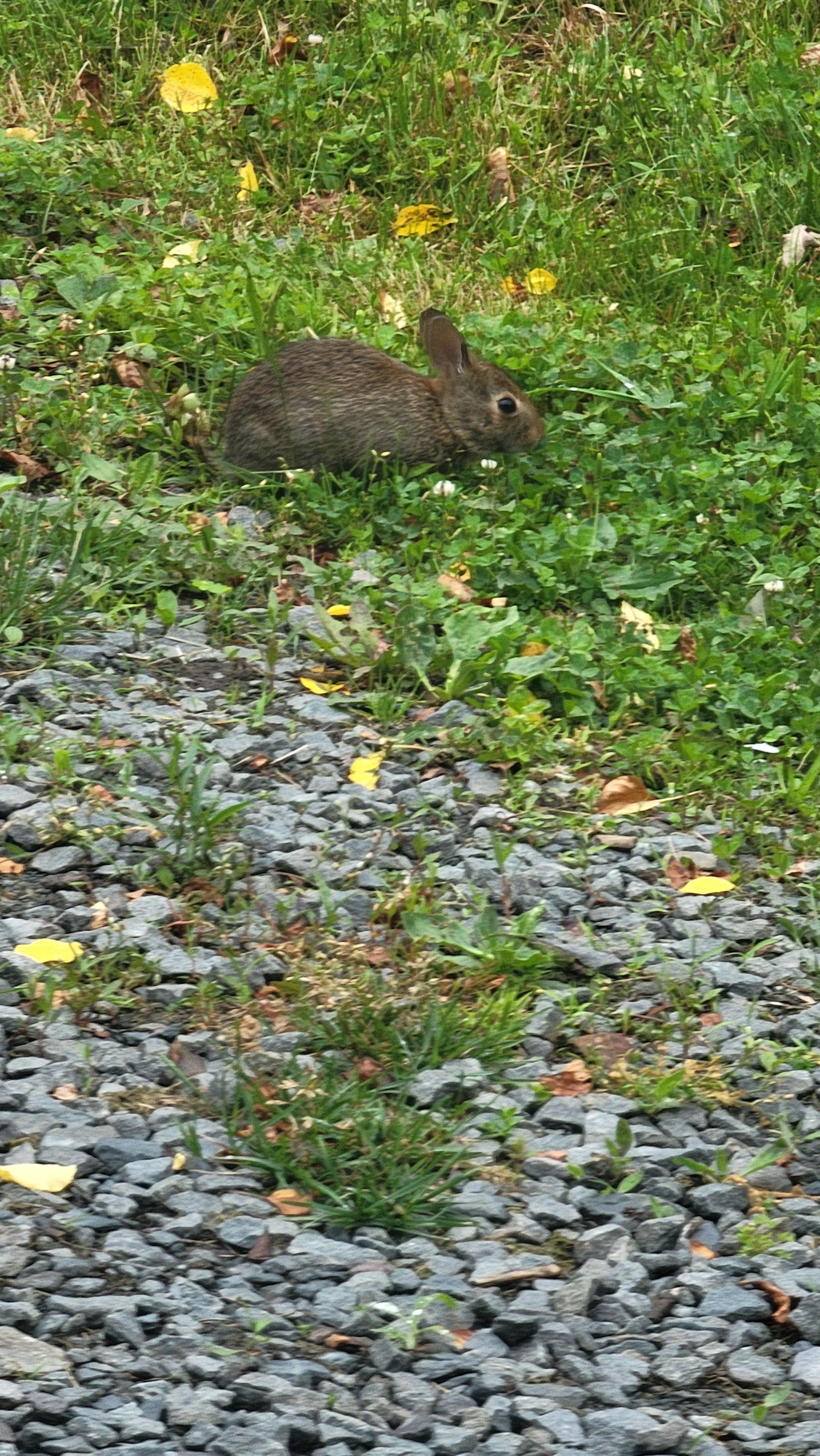Wildlife