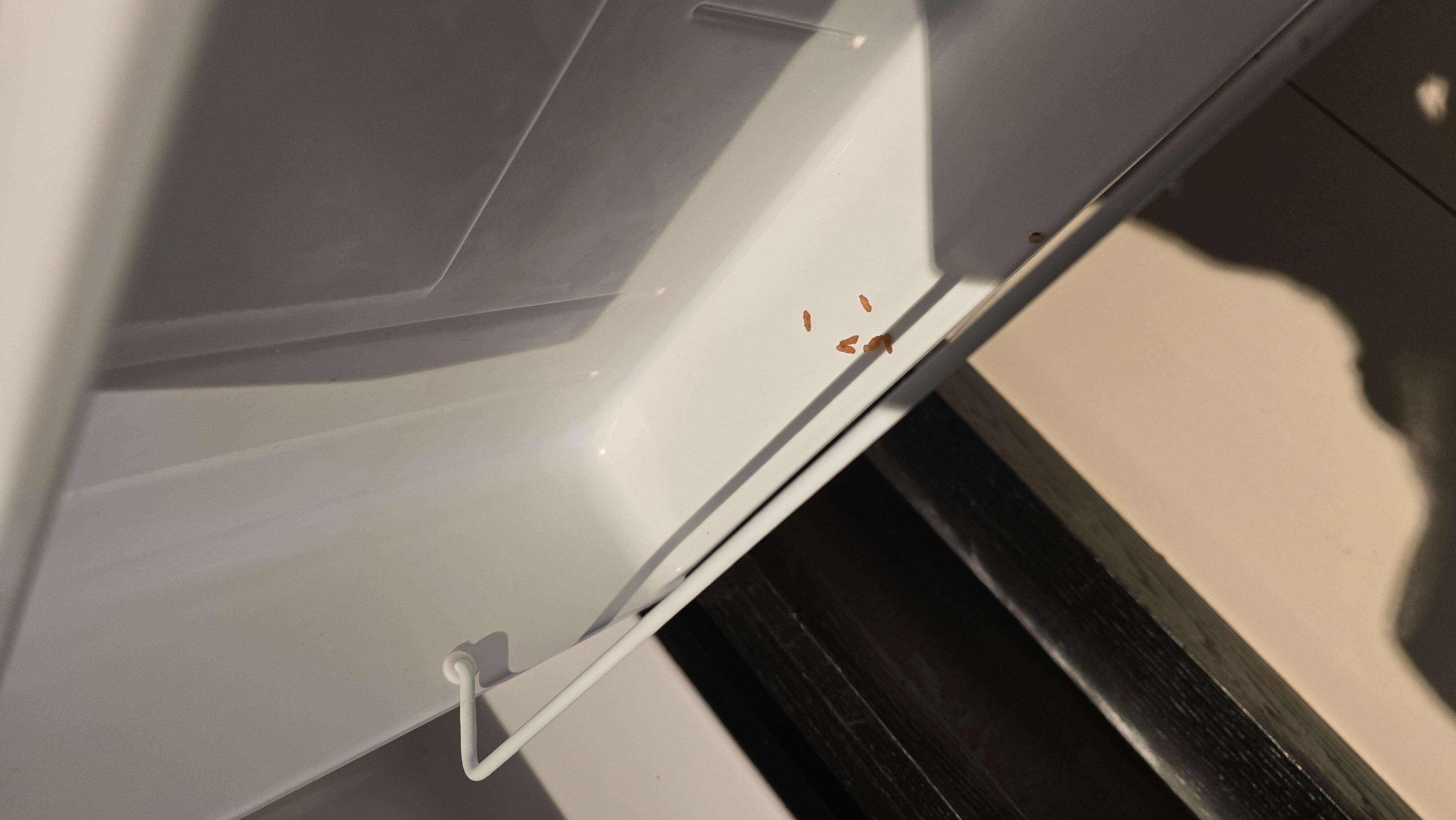 Bugs in fridge