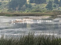 Flock of White pelicans as seen from 3rd floor.