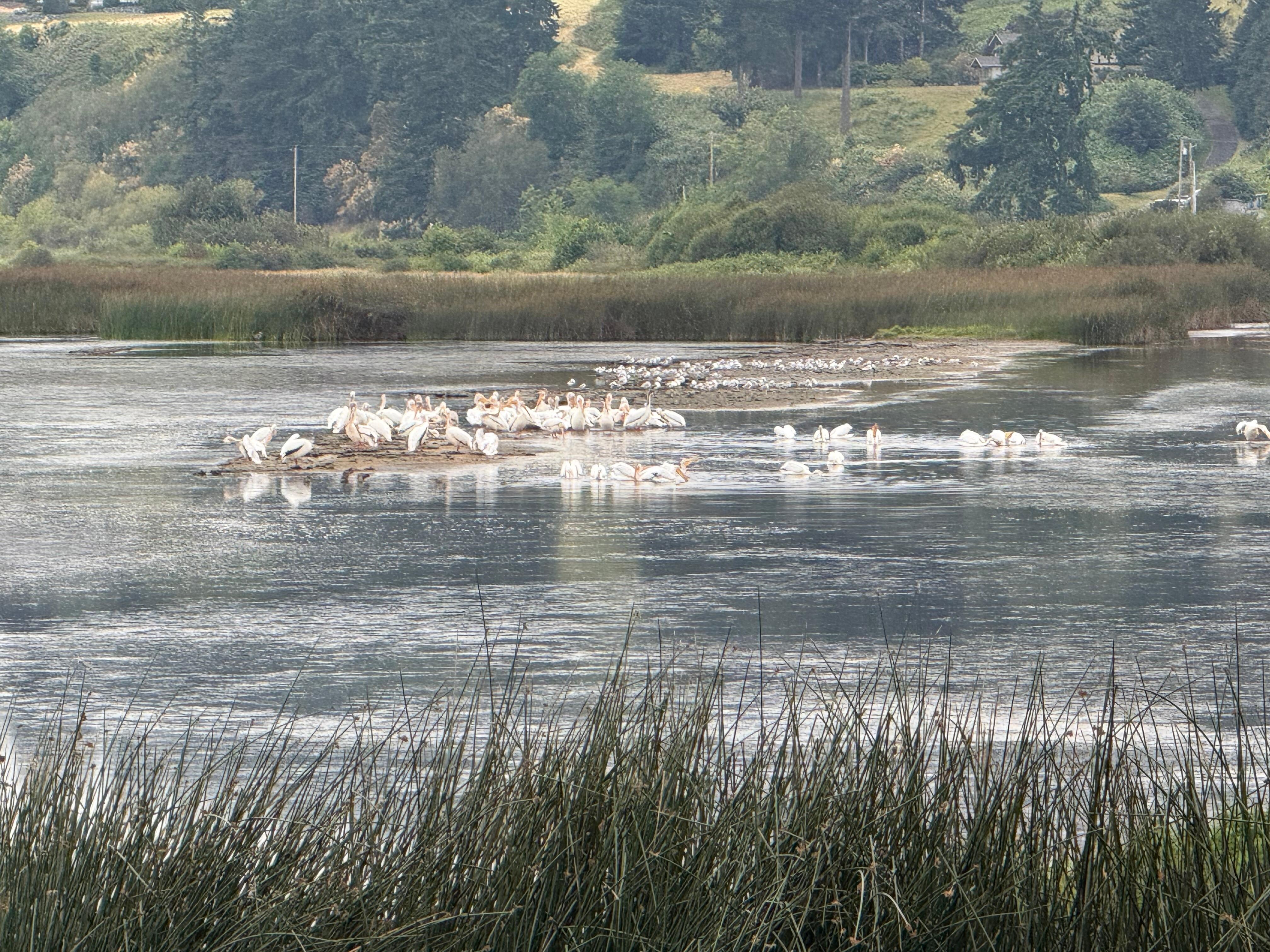 Flock of White pelicans as seen from 3rd floor. 