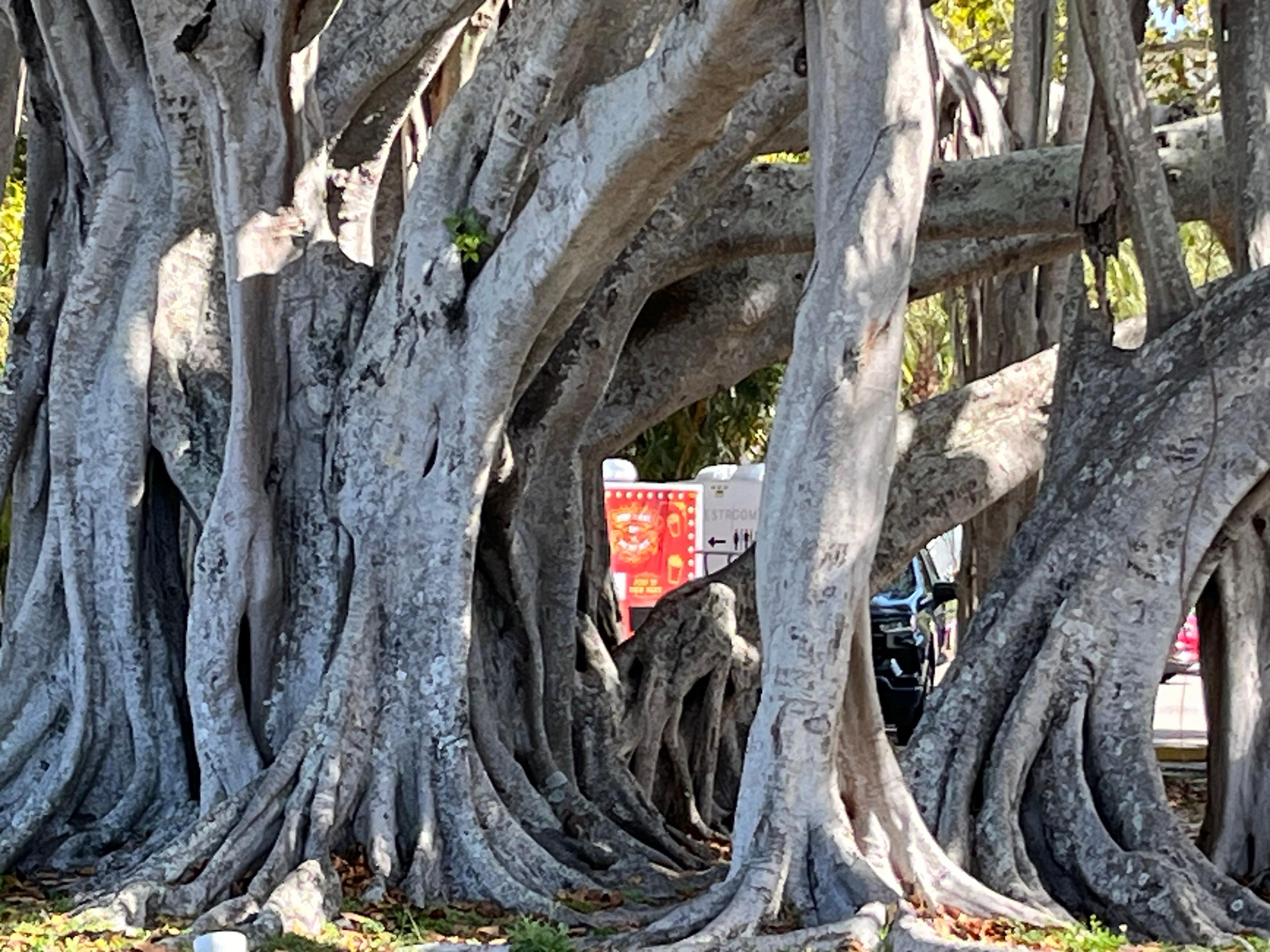 Banyan tree at the ringling garden.  