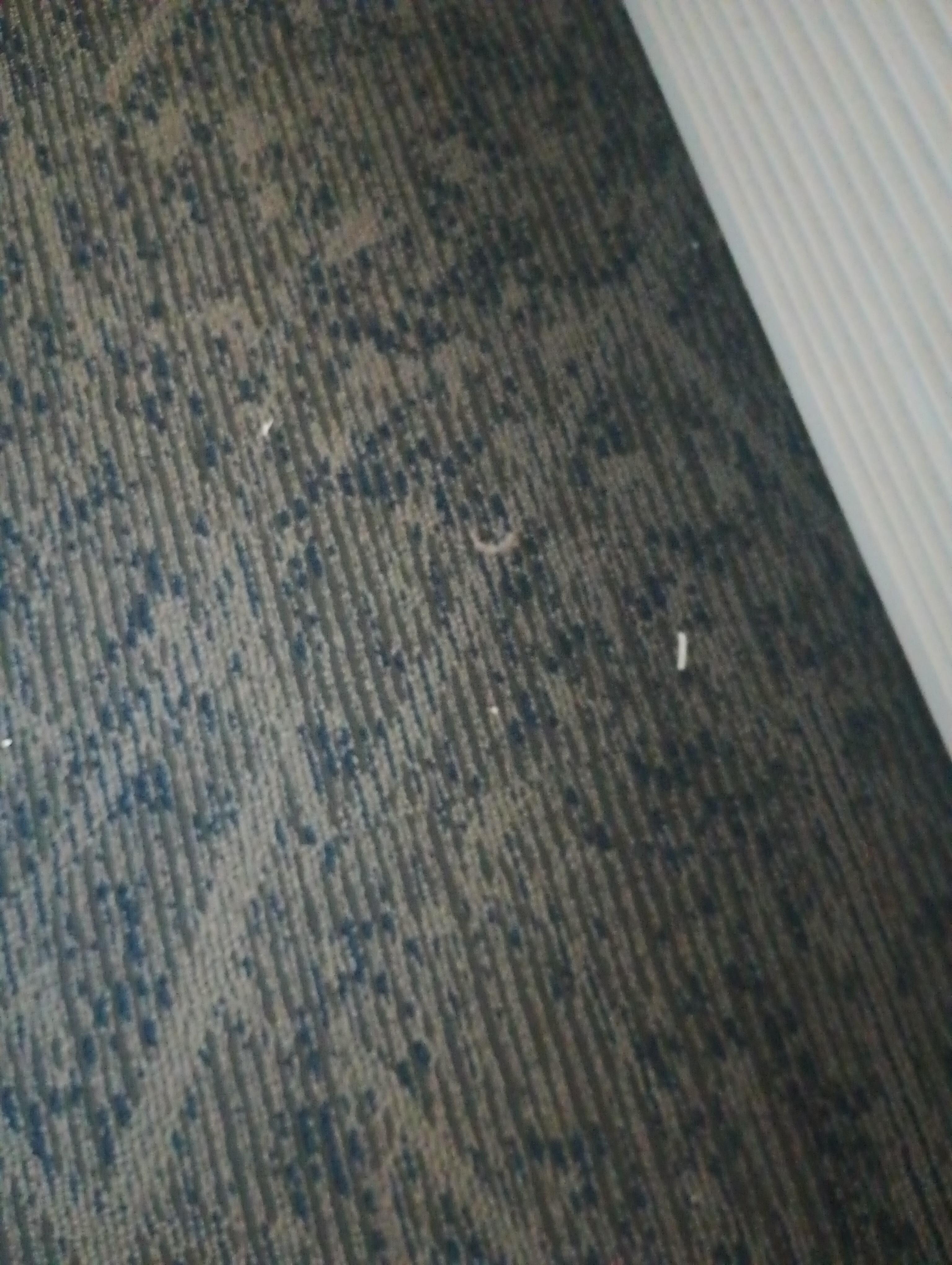 Dirty carpet