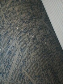 Dirty carpet