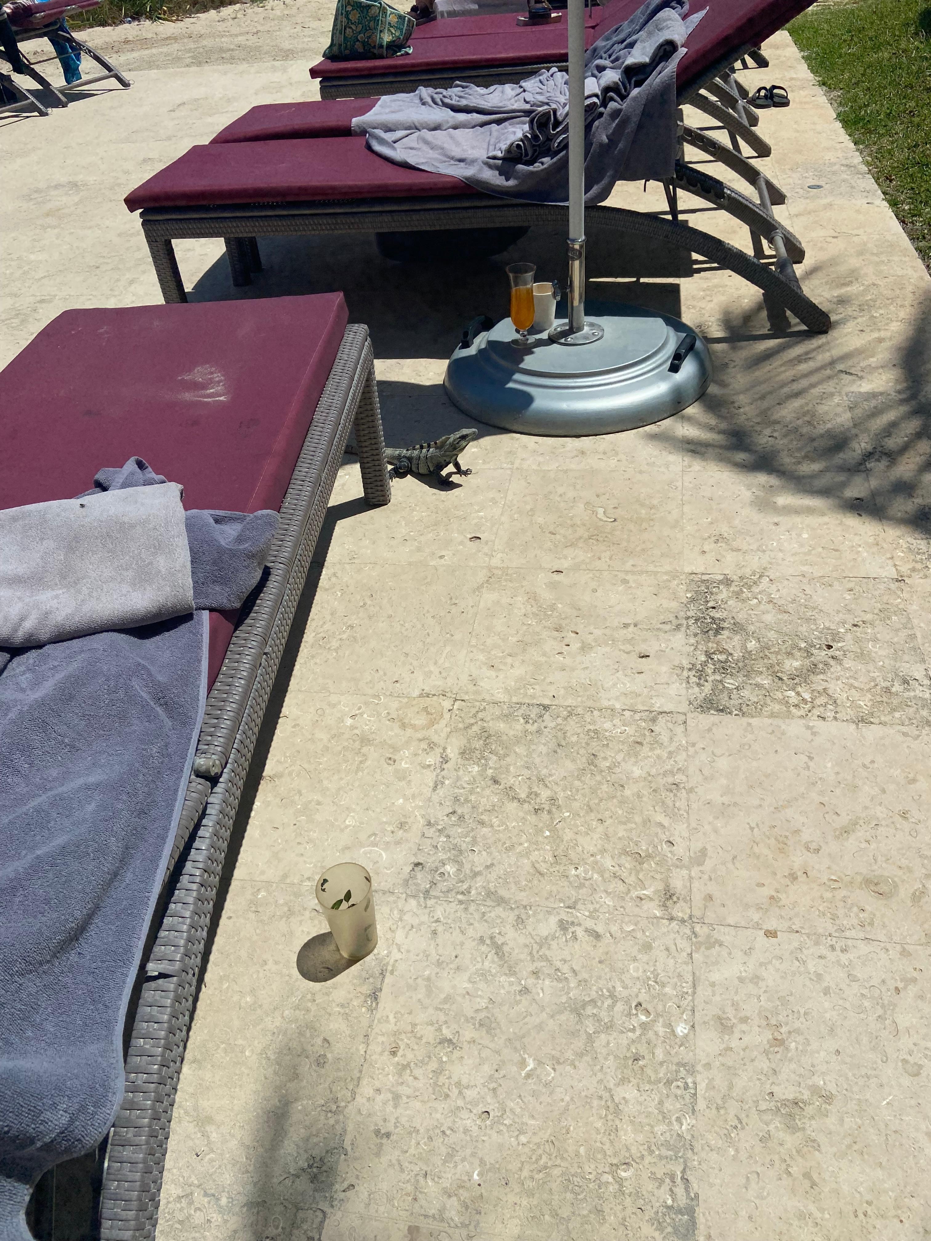 This little guy was so kind to come visit us even if the old guy next to us ran away scared from him. 