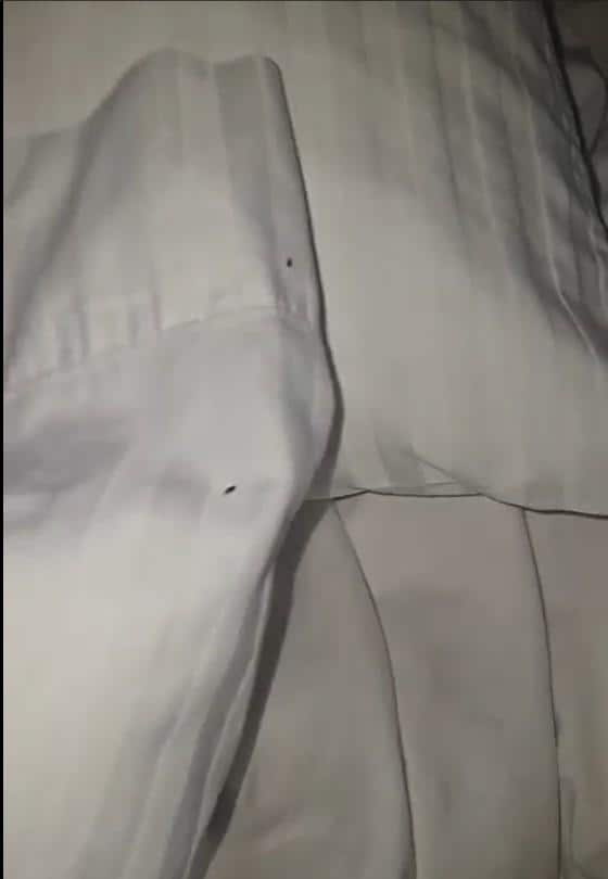 CHINCHES EN INTERIOR DE ALMOHADAS Y POR FUERA Y HABIA CHINCHES PEQUEÑAS TAMBIEN