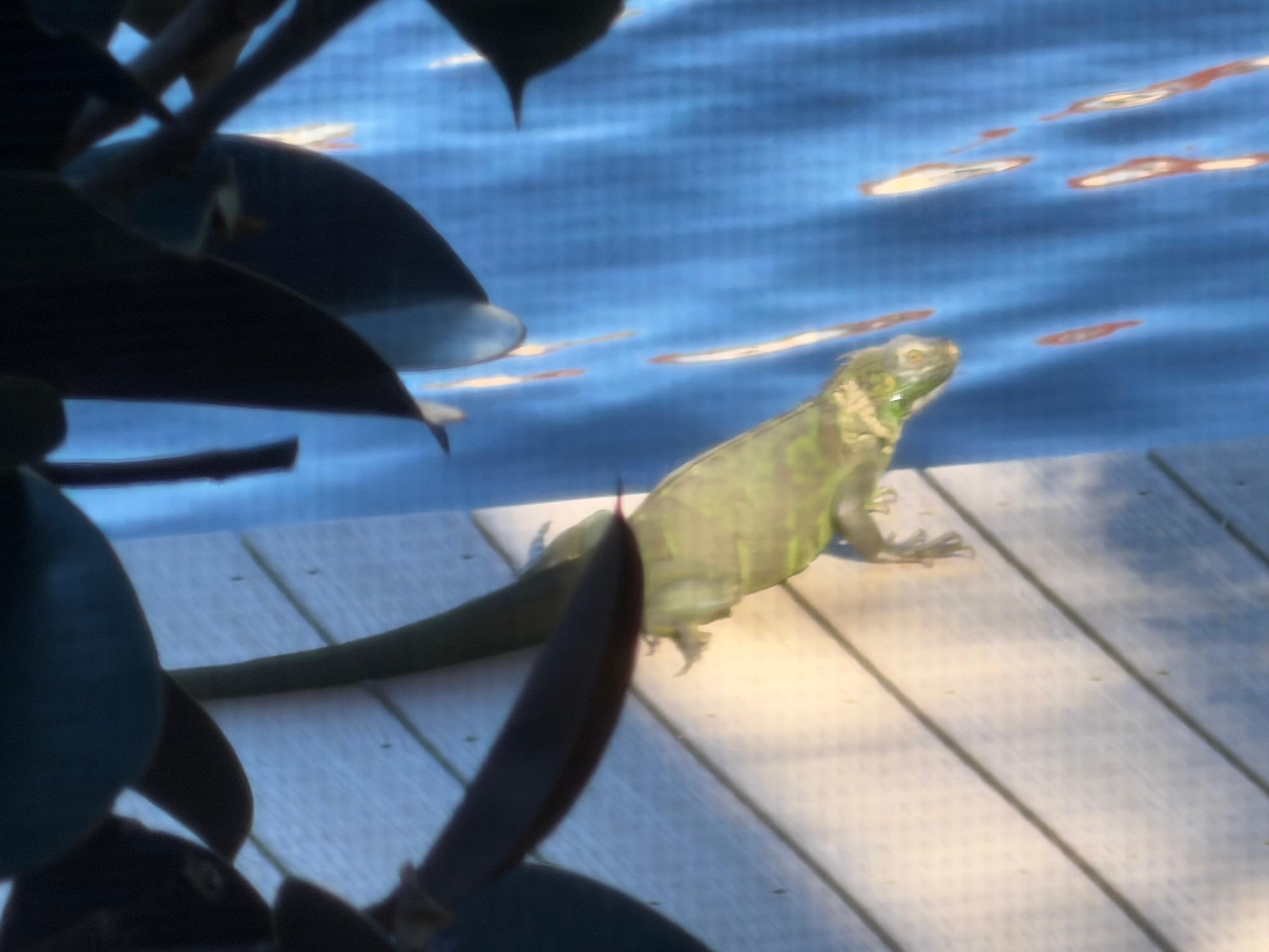 We were eating breakfast one morning in screened in lanai & this guy showed up    on the boardwalk. 