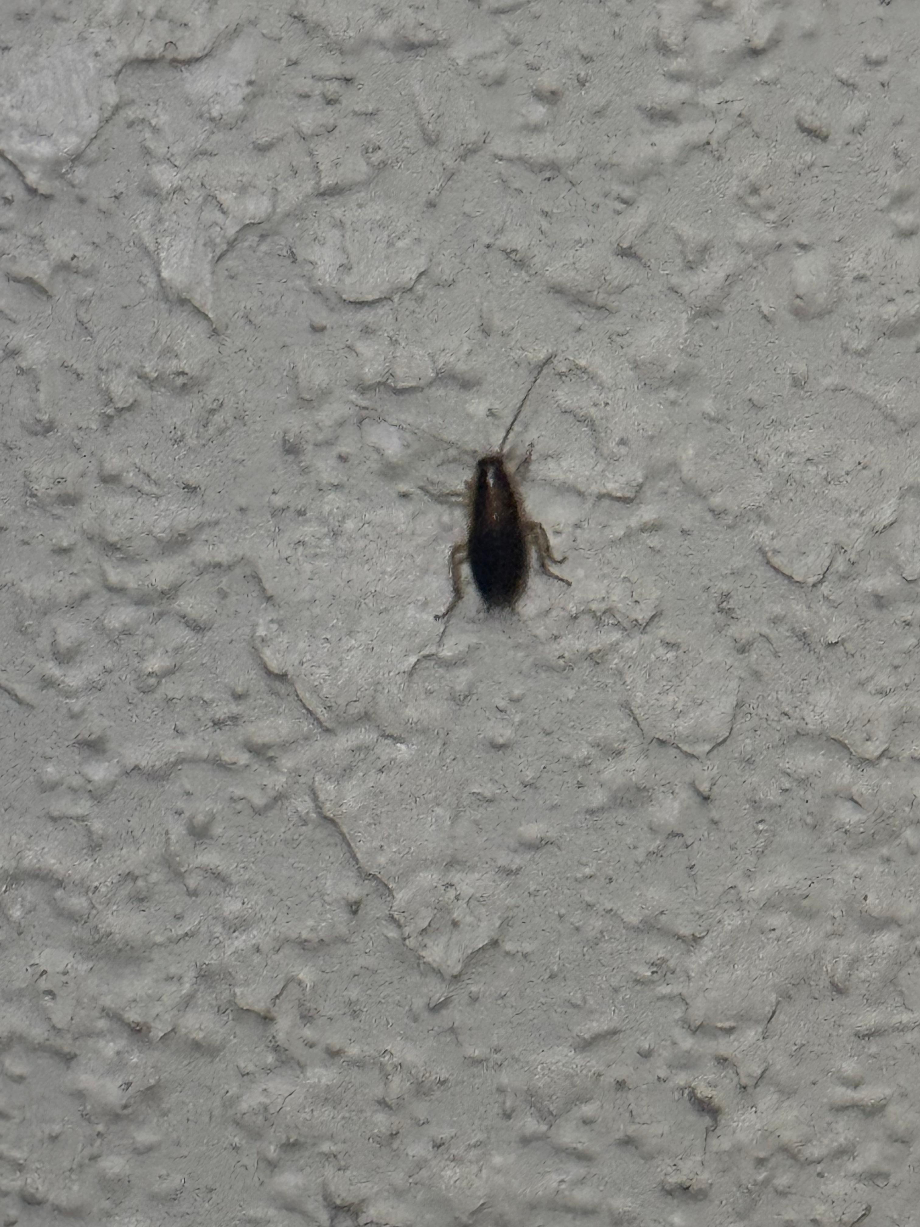 Constantly seen bugs 