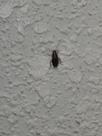 Constantly seen bugs