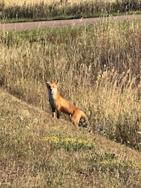 Island Fox