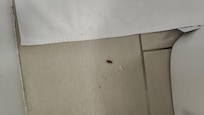 Bug