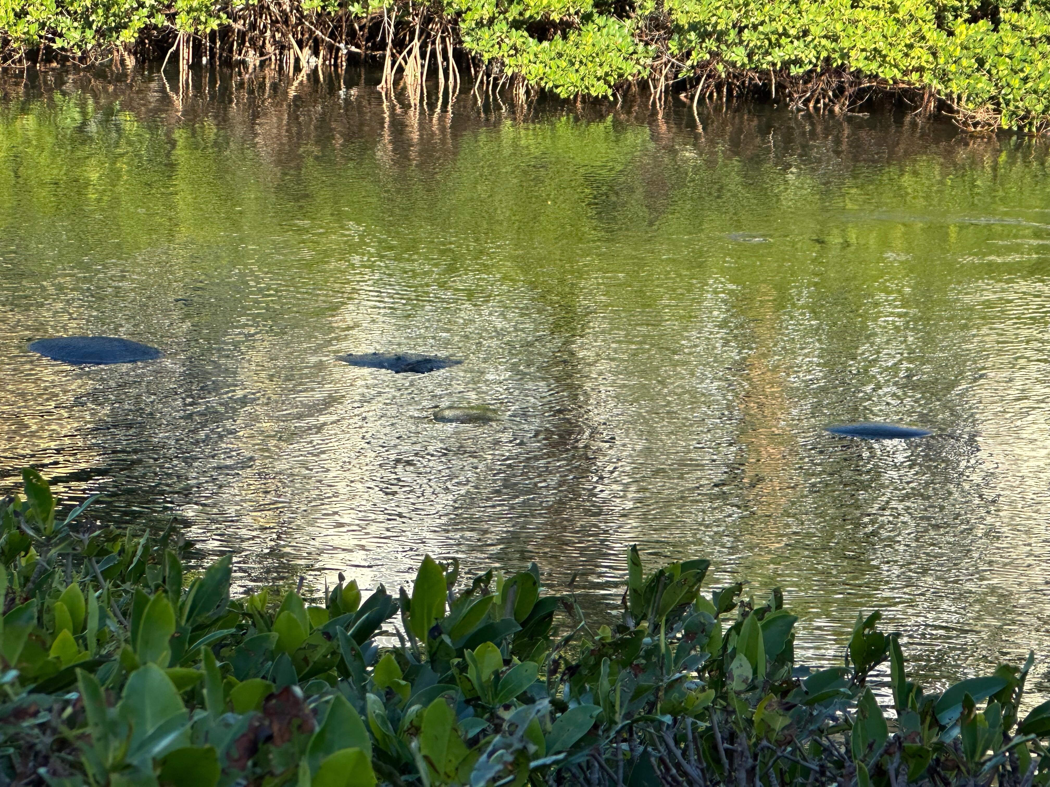 Manatees viewed from the back deck.