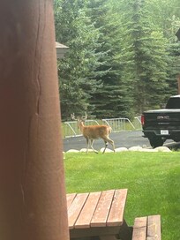 From the front door of our cabin.
