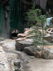 北京動物園のパンダ館には7/12訪問の時は7頭のパンダが居ましたが、兎に角時間が有れば7時半の開園からがお薦め。
パンダ館にはトイレがないのでその前に用足しをお薦め。
再入場は、再度入場券を購入の必要があるみたいでしたが、我々は初めの入場証を見せたら入れてくれました。