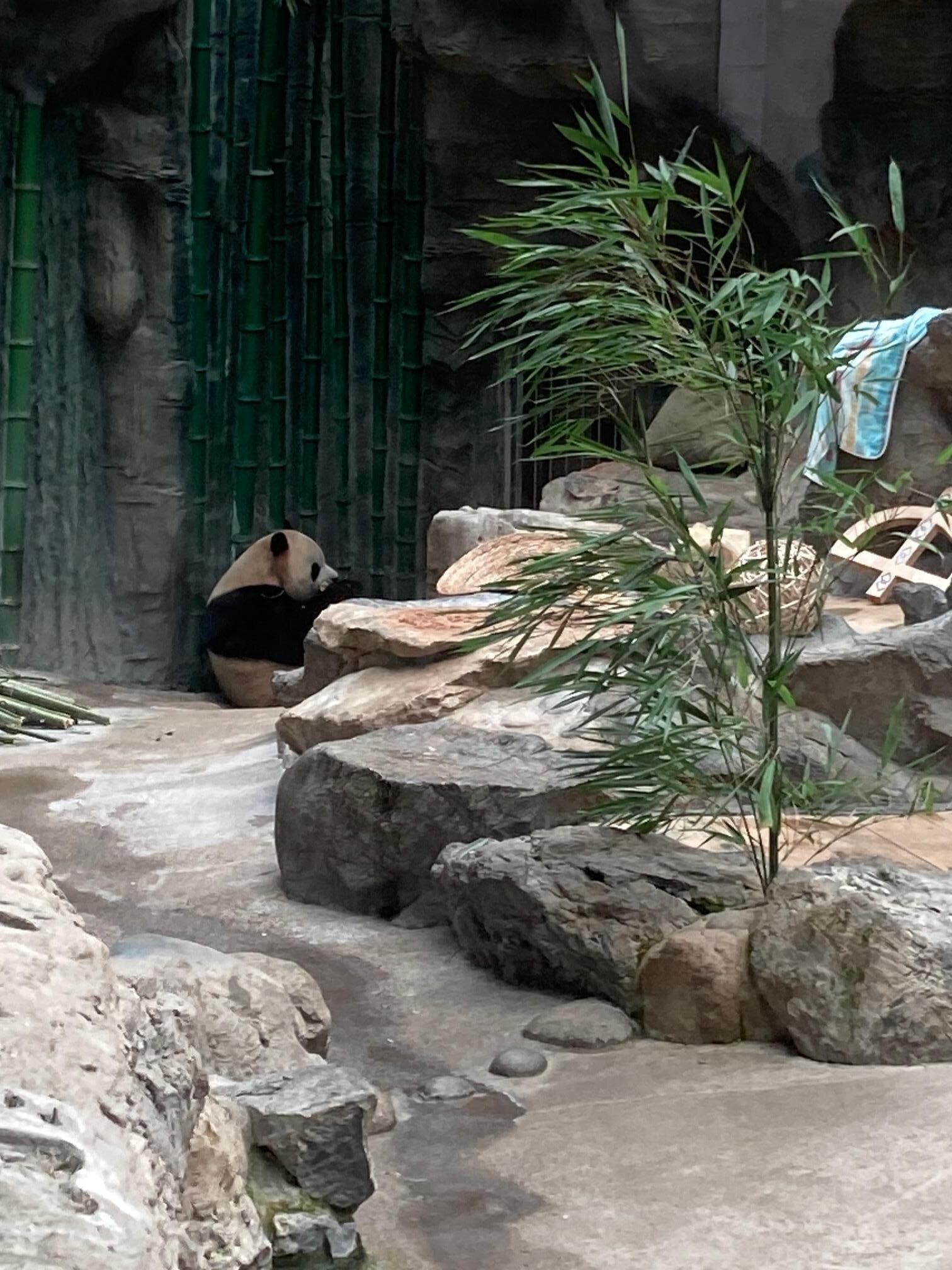 北京動物園のパンダ館には7/12訪問の時は7頭のパンダが居ましたが、兎に角時間が有れば7時半の開園からがお薦め。
パンダ館にはトイレがないのでその前に用足しをお薦め。
再入場は、再度入場券を購入の必要があるみたいでしたが、我々は初めの入場証を見せたら入れてくれました。