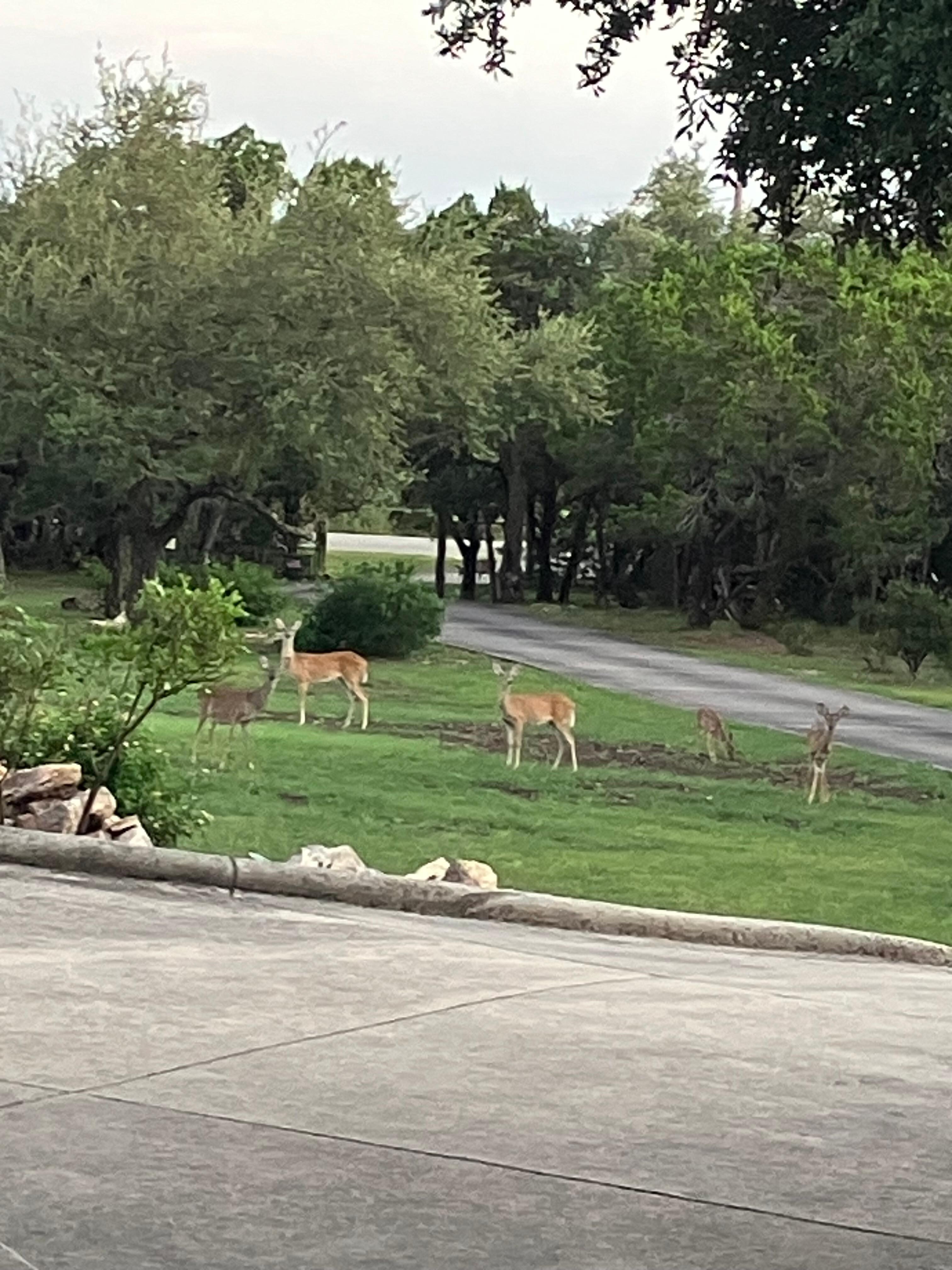 Front lawn view of deer!