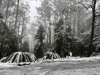 Mt Donna Buang