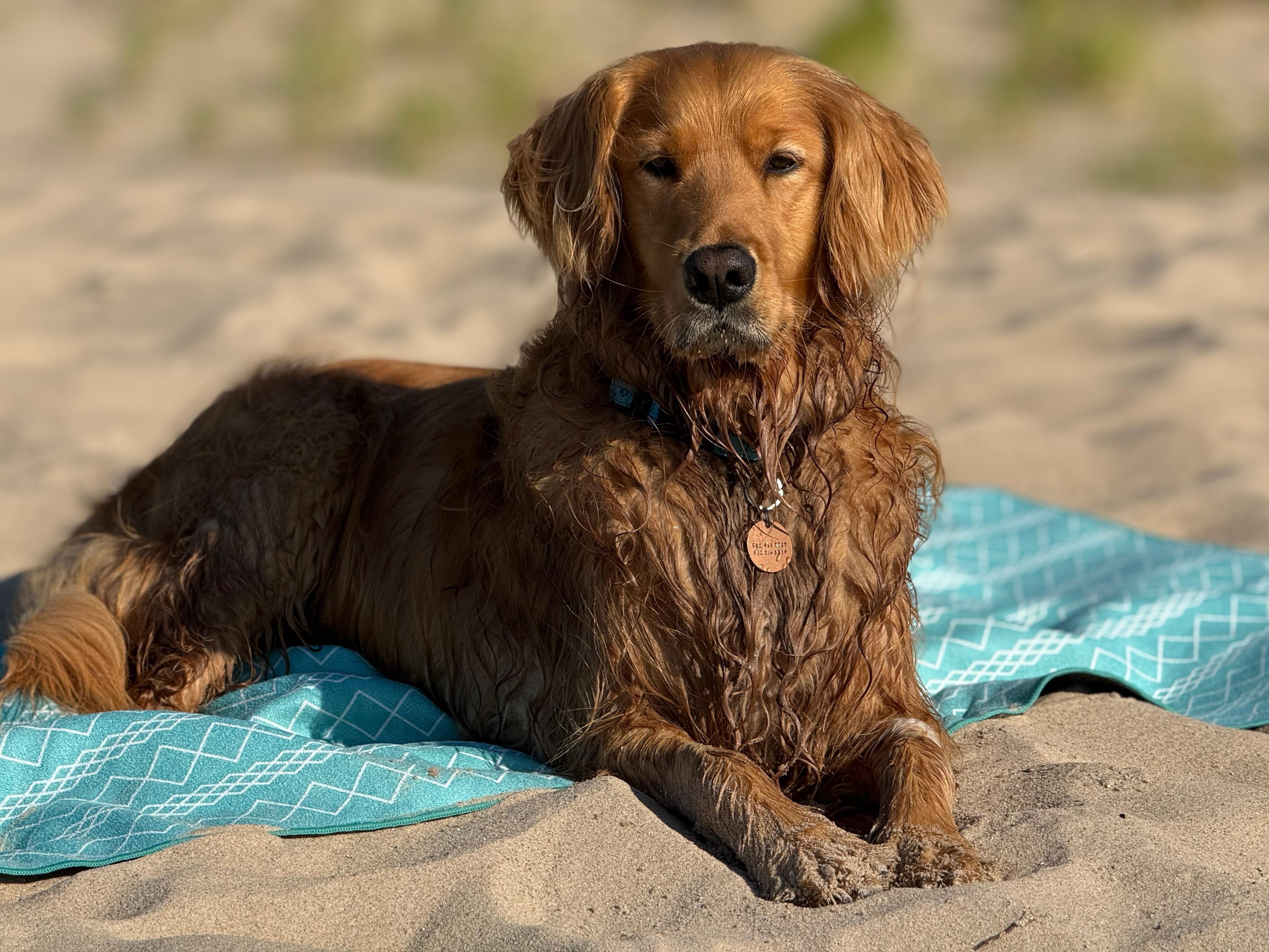 Our pup at the beach