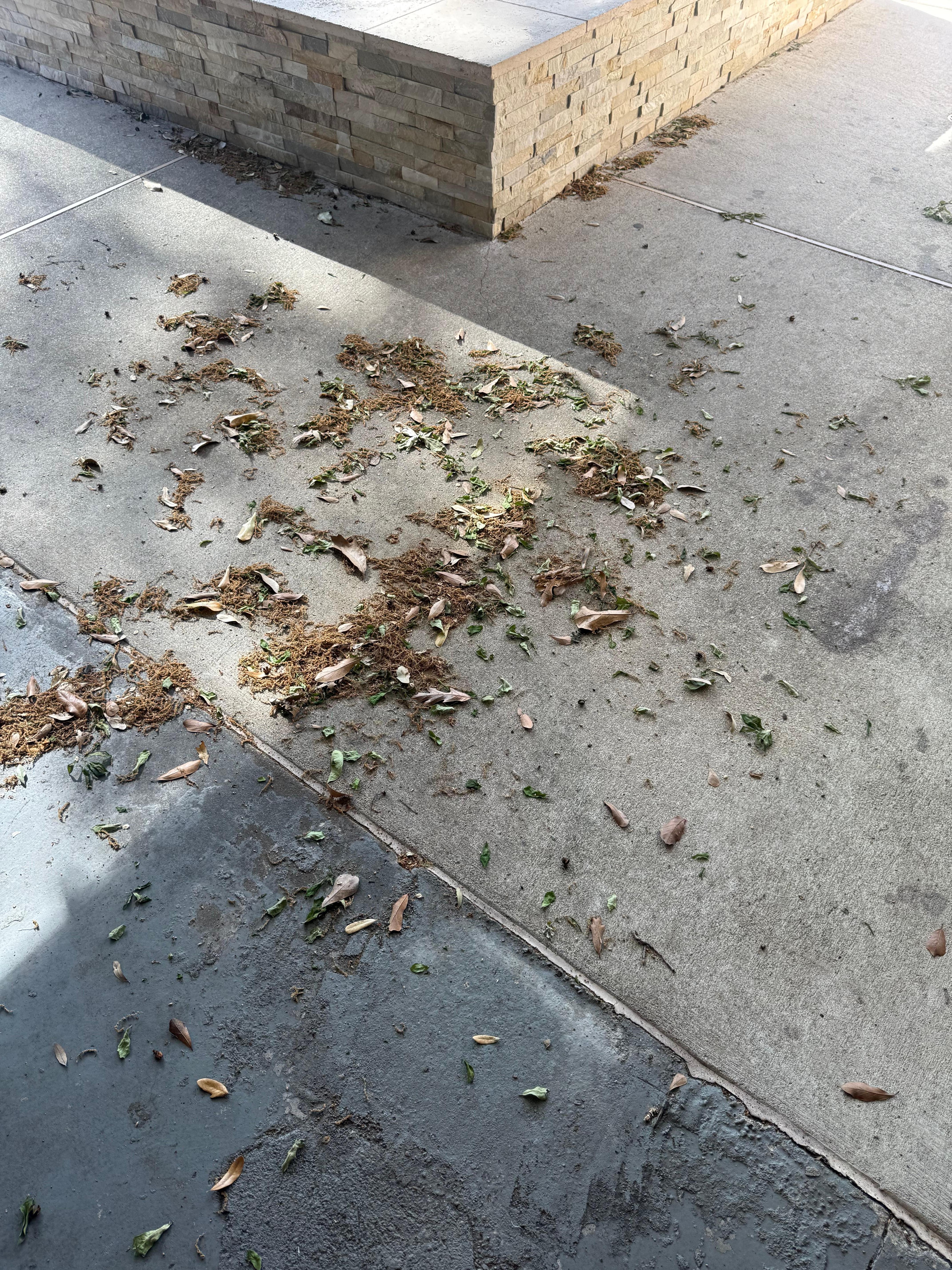 Pool area backyard not maintained