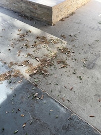 Pool area backyard not maintained