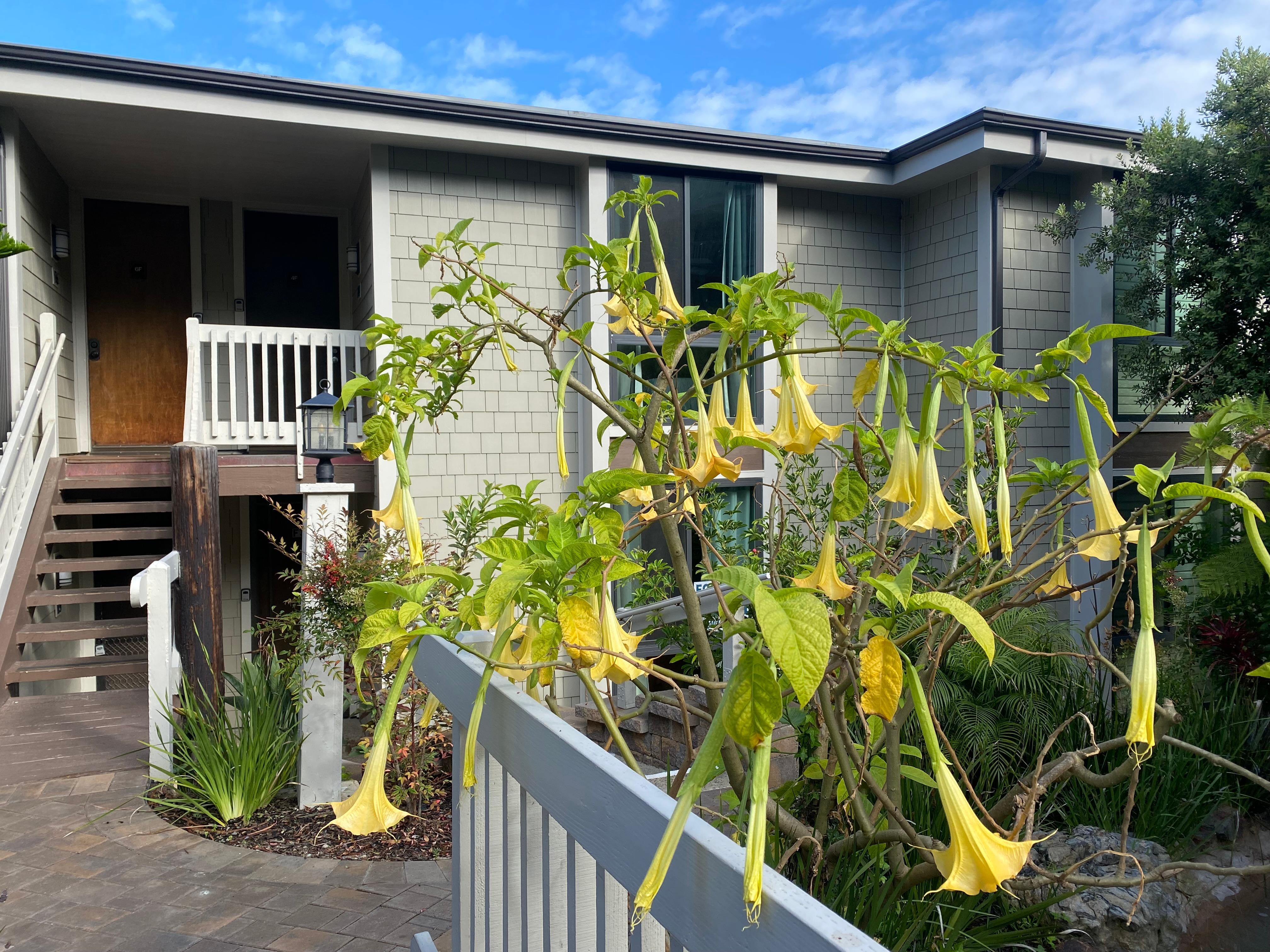 Beautiful unique yellow flowers welcomed us each time we returned.
