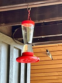 Broad-tailed Hummingbird