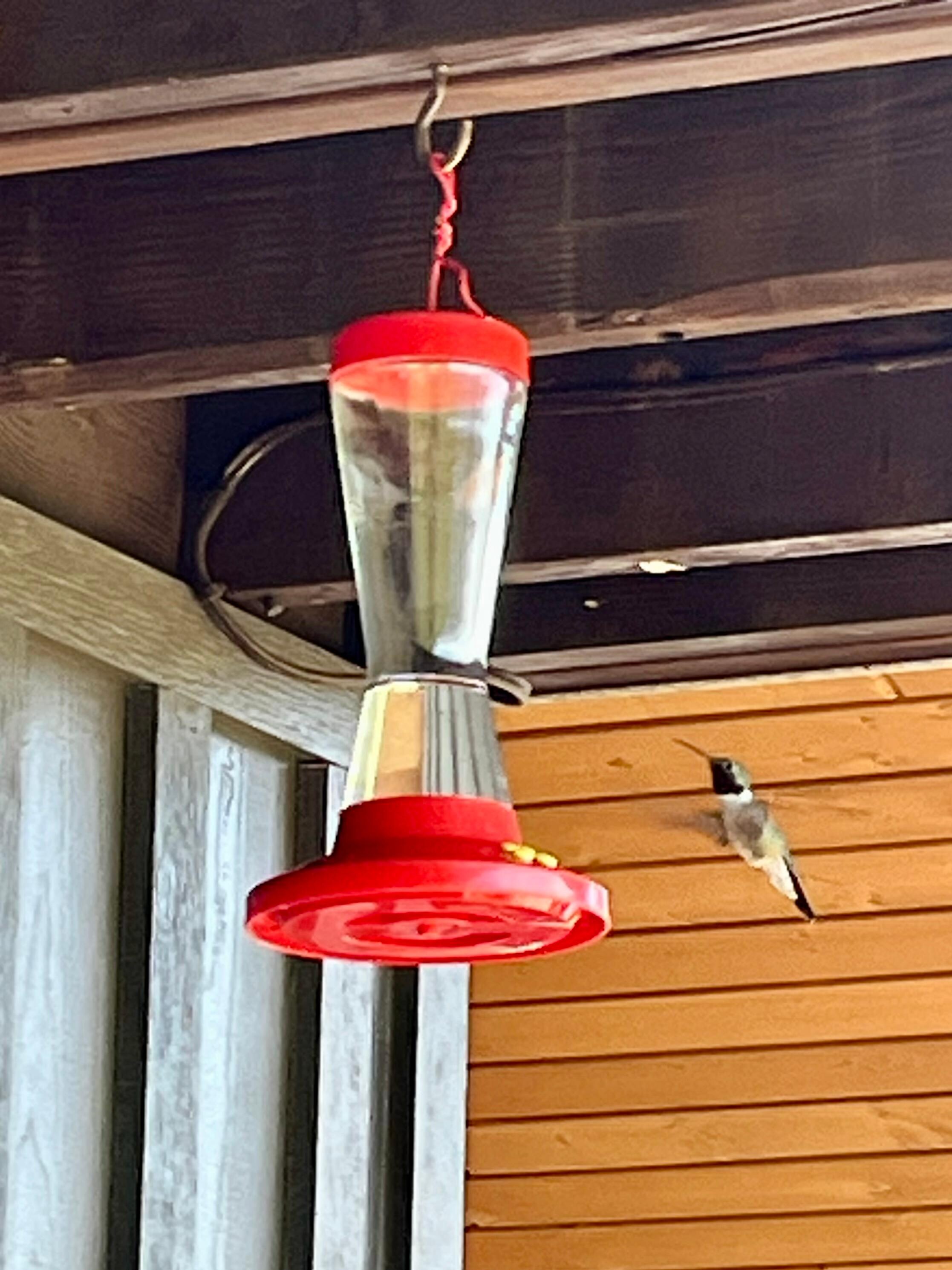 Broad-tailed Hummingbird