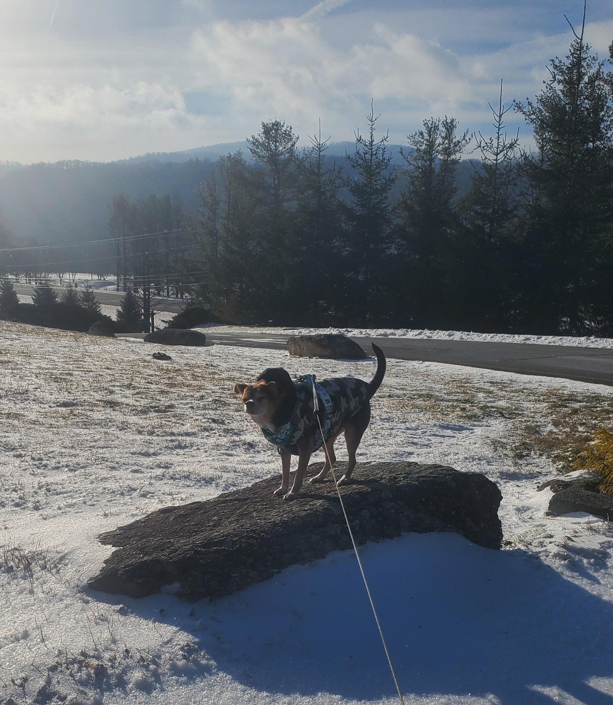 The pup enjoying her morning walk 