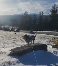 The pup enjoying her morning walk