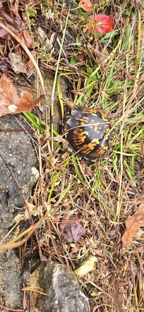 Turtle we saw on hike