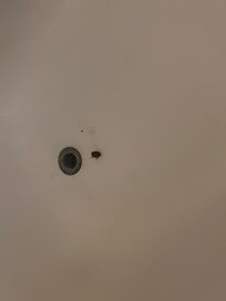 Roach