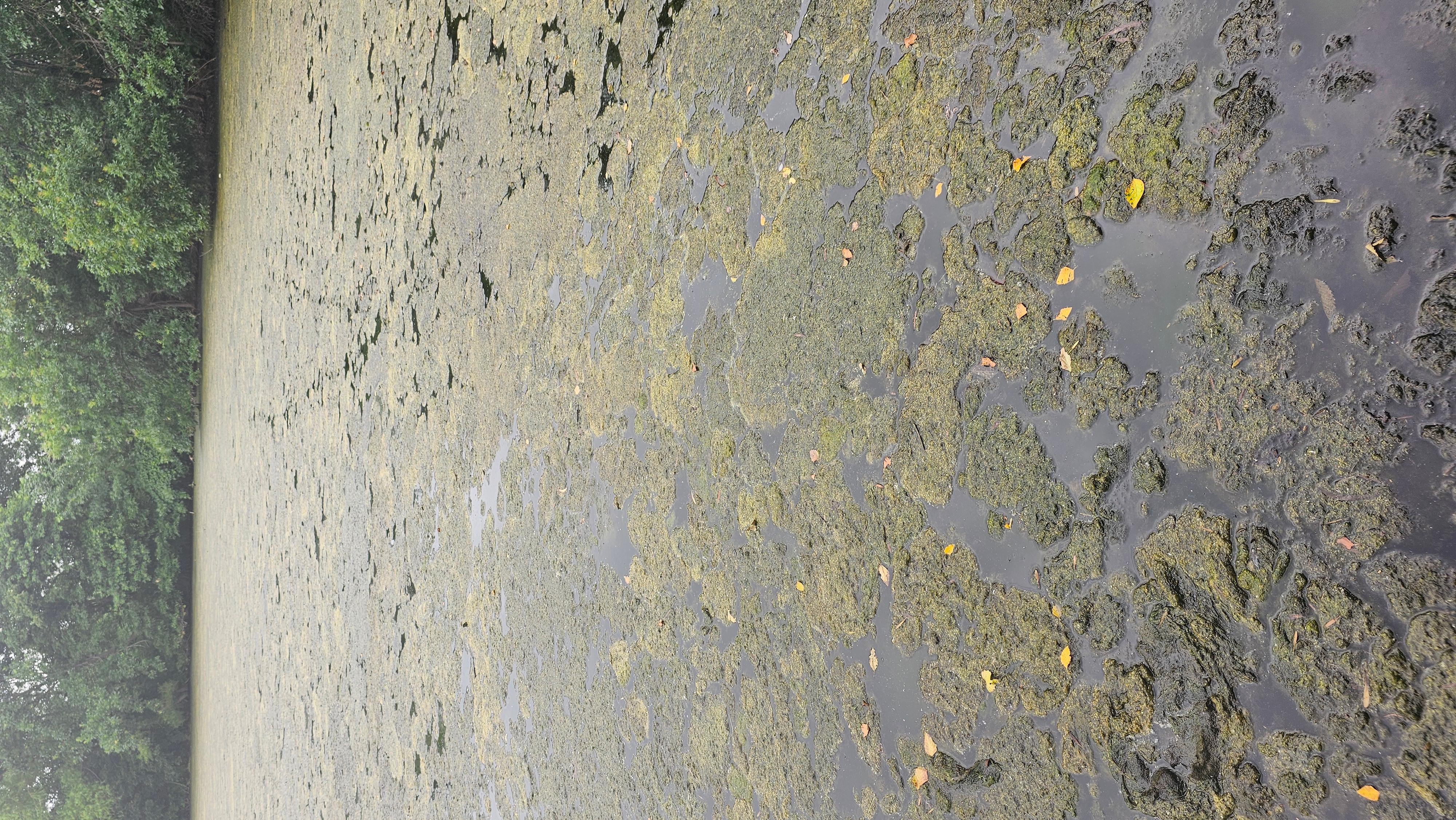 Pond covered in Moss not clean as advertised 