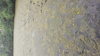 Pond covered in Moss not clean as advertised