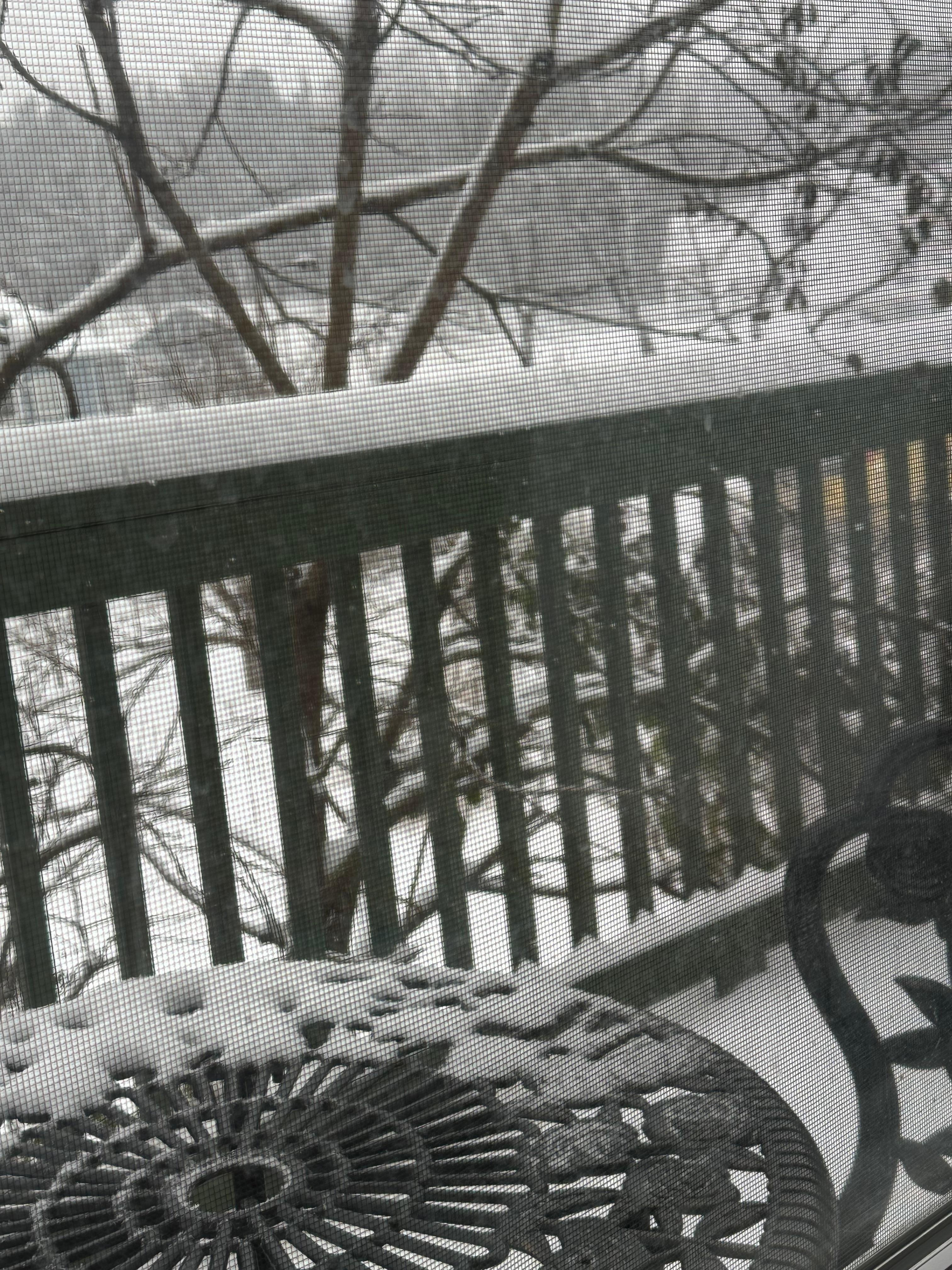 4 inches of snow by mext morning.
Our steps and the parking lot were swept clean in the morning