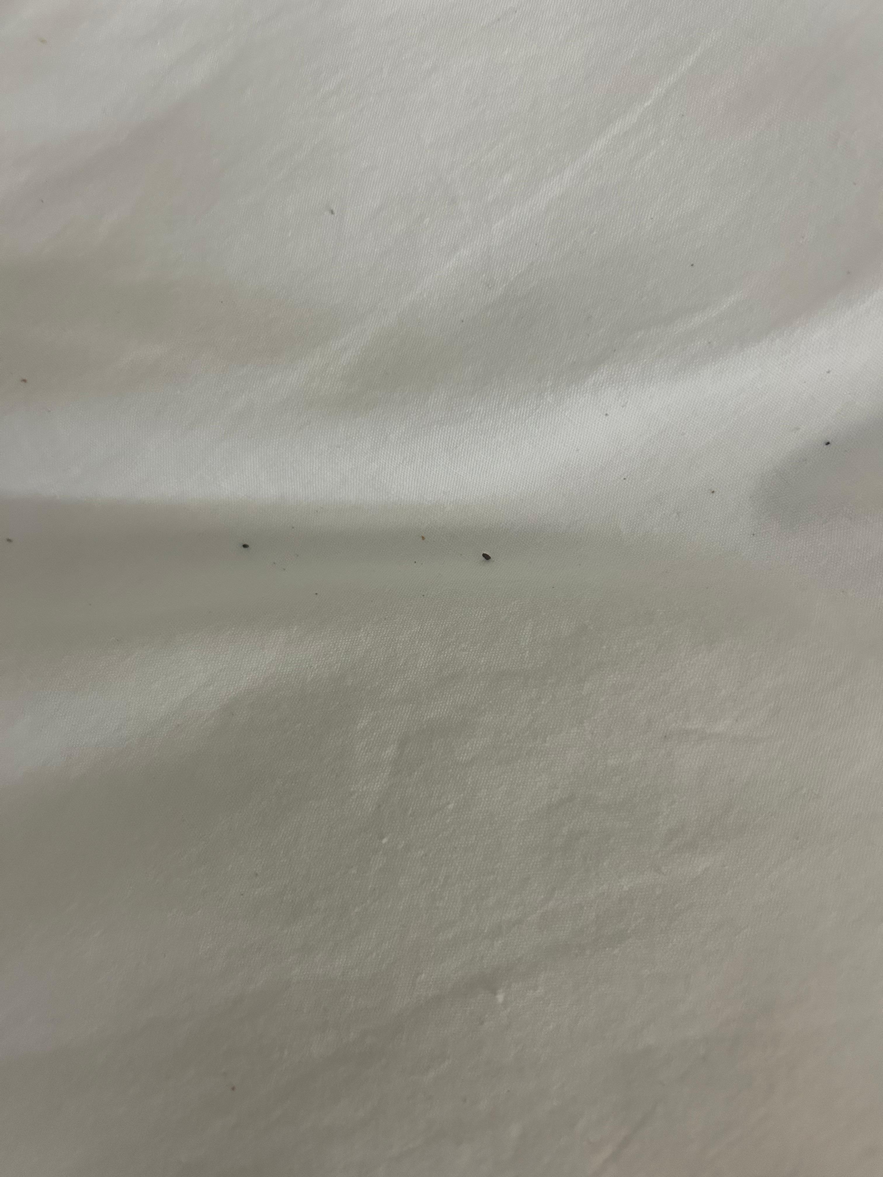 Bed bug poop