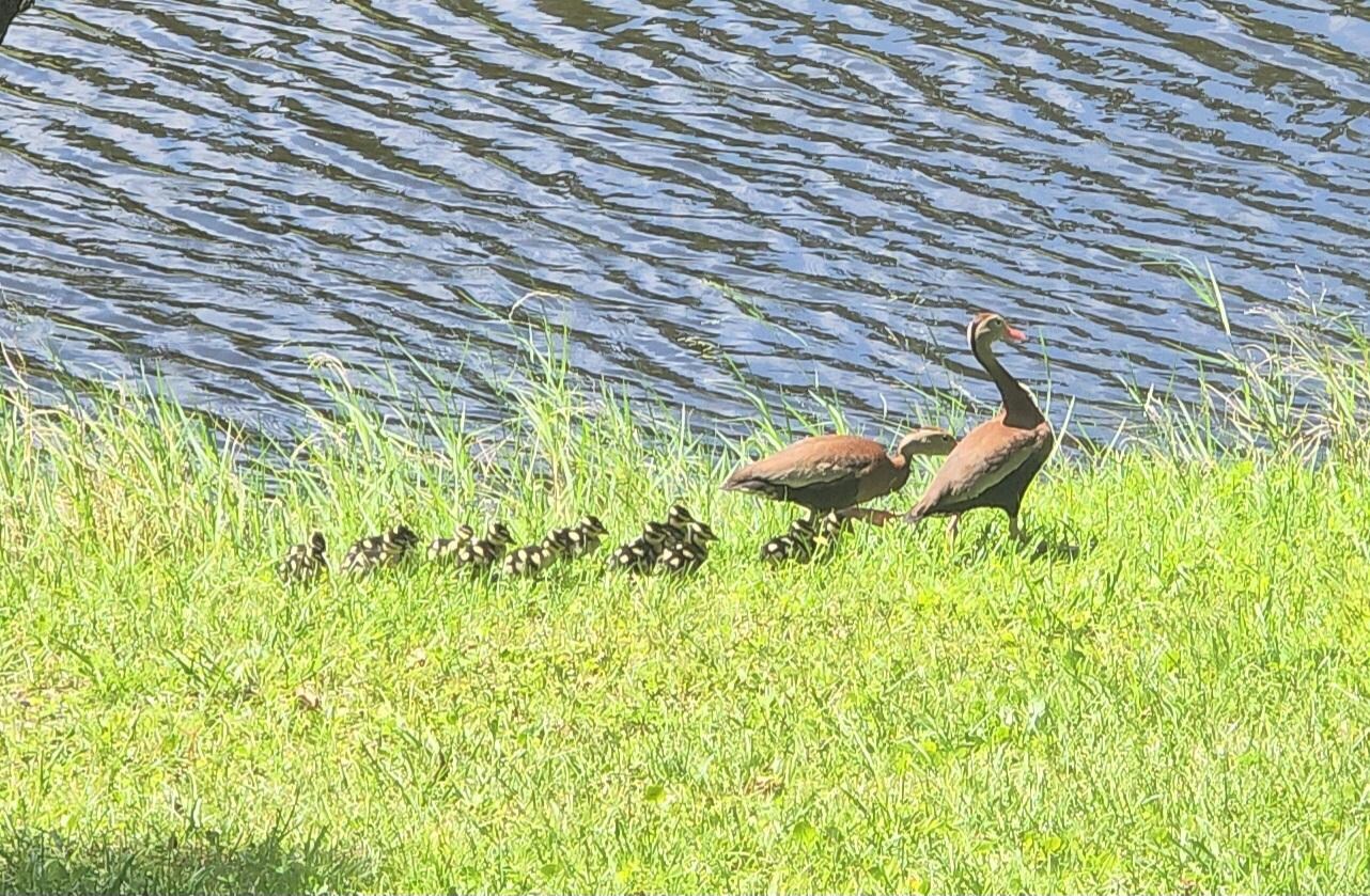 We saw this black-bellied whistling duck family a couple days in a row. The ducklings are adorable!