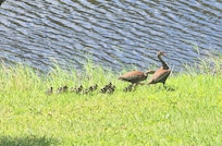 We saw this black-bellied whistling duck family a couple days in a row. The ducklings are adorable!