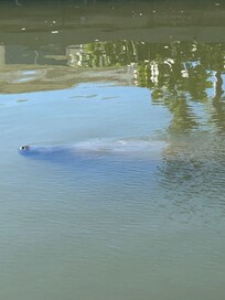 Manatee
