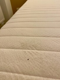 As soon as I lifted the bed linen, a bed bug was visible on the mattress
