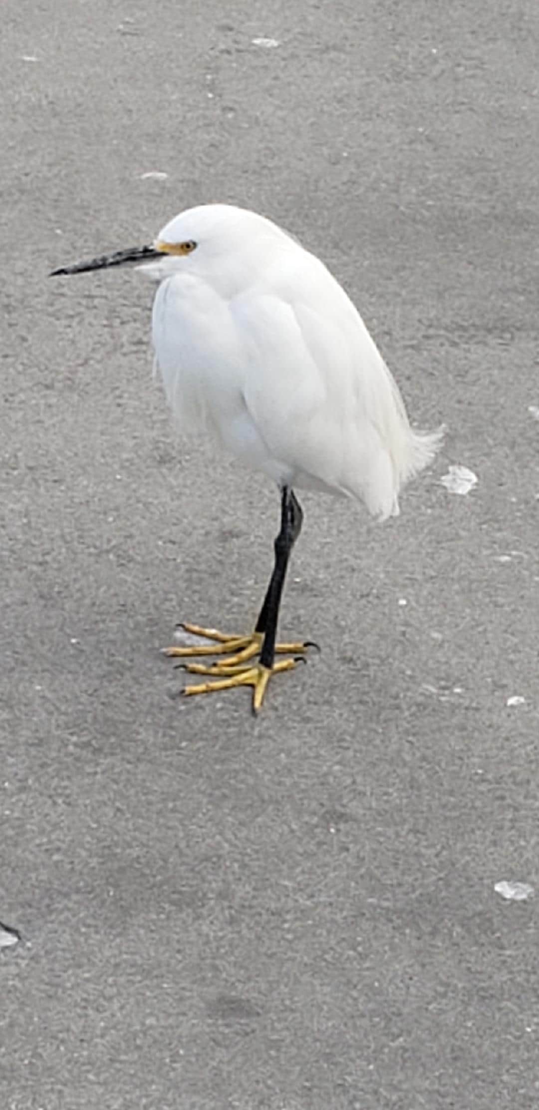 Snowy Egret